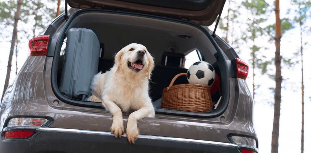 Test Driving Car With Pets